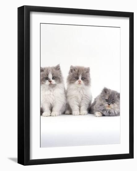 Domestic Cat, 9-Week, Persian-Cross, Lilac Bicolour and Blue Cream Kittens-Jane Burton-Framed Photographic Print