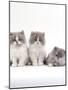 Domestic Cat, 9-Week, Persian-Cross, Lilac Bicolour and Blue Cream Kittens-Jane Burton-Mounted Photographic Print