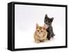 Domestic Cat, 9-Week, Red and Blue Kittens-Jane Burton-Framed Stretched Canvas