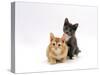 Domestic Cat, 9-Week, Red and Blue Kittens-Jane Burton-Stretched Canvas