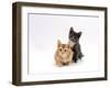 Domestic Cat, 9-Week, Red and Blue Kittens-Jane Burton-Framed Photographic Print