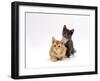 Domestic Cat, 9-Week, Red and Blue Kittens-Jane Burton-Framed Photographic Print