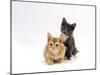 Domestic Cat, 9-Week, Red and Blue Kittens-Jane Burton-Mounted Photographic Print