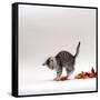 Domestic Cat, 9-Week, Silver Tabby Kitten Playing with Leaves-Jane Burton-Framed Stretched Canvas