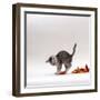 Domestic Cat, 9-Week, Silver Tabby Kitten Playing with Leaves-Jane Burton-Framed Premium Photographic Print