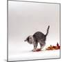 Domestic Cat, 9-Week, Silver Tabby Kitten Playing with Leaves-Jane Burton-Mounted Premium Photographic Print