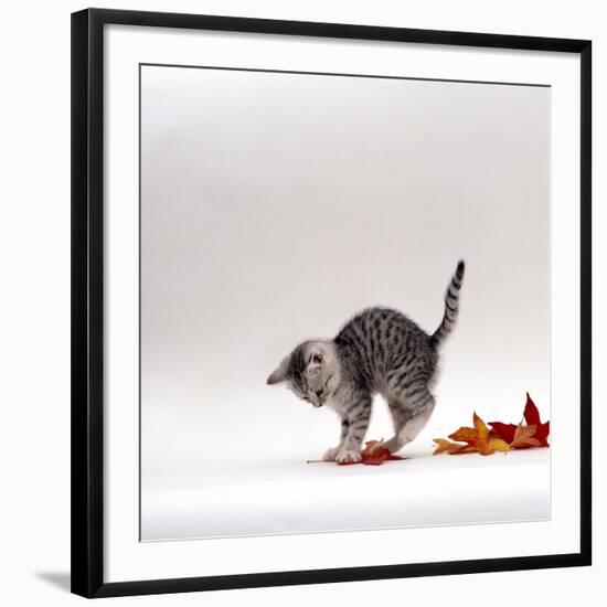 Domestic Cat, 9-Week, Silver Tabby Kitten Playing with Leaves-Jane Burton-Framed Photographic Print