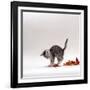 Domestic Cat, 9-Week, Silver Tabby Kitten Playing with Leaves-Jane Burton-Framed Photographic Print