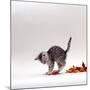 Domestic Cat, 9-Week, Silver Tabby Kitten Playing with Leaves-Jane Burton-Mounted Photographic Print