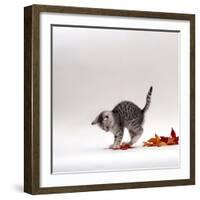 Domestic Cat, 9-Week, Silver Tabby Kitten Playing with Leaves-Jane Burton-Framed Photographic Print