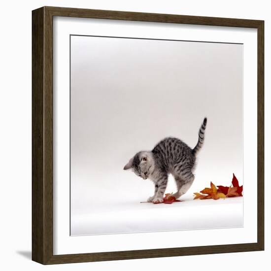 Domestic Cat, 9-Week, Silver Tabby Kitten Playing with Leaves-Jane Burton-Framed Photographic Print