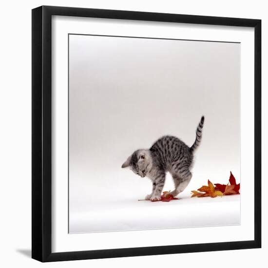 Domestic Cat, 9-Week, Silver Tabby Kitten Playing with Leaves-Jane Burton-Framed Photographic Print