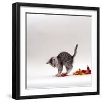 Domestic Cat, 9-Week, Silver Tabby Kitten Playing with Leaves-Jane Burton-Framed Photographic Print