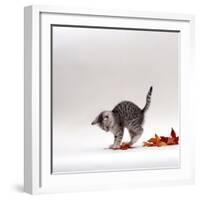 Domestic Cat, 9-Week, Silver Tabby Kitten Playing with Leaves-Jane Burton-Framed Photographic Print