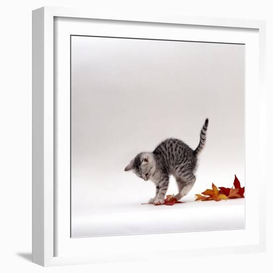 Domestic Cat, 9-Week, Silver Tabby Kitten Playing with Leaves-Jane Burton-Framed Photographic Print