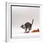 Domestic Cat, 9-Week, Silver Tabby Kitten Playing with Leaves-Jane Burton-Framed Photographic Print