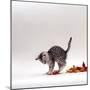 Domestic Cat, 9-Week, Silver Tabby Kitten Playing with Leaves-Jane Burton-Mounted Photographic Print