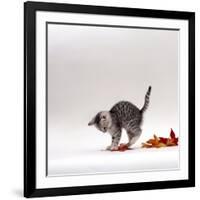 Domestic Cat, 9-Week, Silver Tabby Kitten Playing with Leaves-Jane Burton-Framed Photographic Print