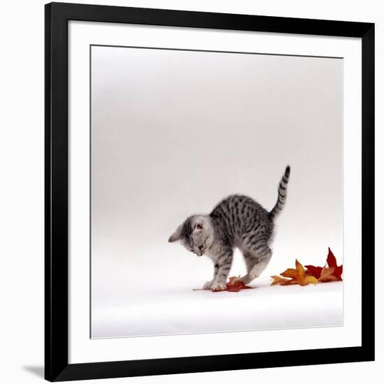 Domestic Cat, 9-Week, Silver Tabby Kitten Playing with Leaves-Jane Burton-Framed Photographic Print