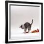 Domestic Cat, 9-Week, Silver Tabby Kitten Playing with Leaves-Jane Burton-Framed Photographic Print