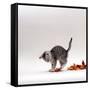 Domestic Cat, 9-Week, Silver Tabby Kitten Playing with Leaves-Jane Burton-Framed Stretched Canvas