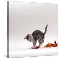 Domestic Cat, 9-Week, Silver Tabby Kitten Playing with Leaves-Jane Burton-Stretched Canvas