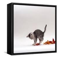 Domestic Cat, 9-Week, Silver Tabby Kitten Playing with Leaves-Jane Burton-Framed Stretched Canvas