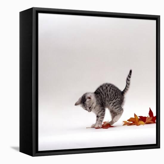 Domestic Cat, 9-Week, Silver Tabby Kitten Playing with Leaves-Jane Burton-Framed Stretched Canvas