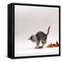 Domestic Cat, 9-Week, Silver Tabby Kitten Playing with Leaves-Jane Burton-Framed Stretched Canvas