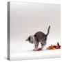 Domestic Cat, 9-Week, Silver Tabby Kitten Playing with Leaves-Jane Burton-Stretched Canvas