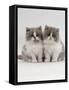 Domestic Cat, 9-Week, Two Persian Cross Lilac Bicolour Kittens-Jane Burton-Framed Stretched Canvas