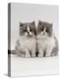 Domestic Cat, 9-Week, Two Persian Cross Lilac Bicolour Kittens-Jane Burton-Stretched Canvas