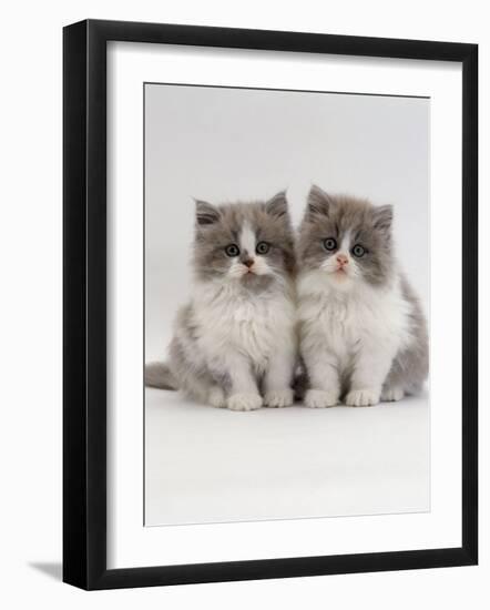 Domestic Cat, 9-Week, Two Persian Cross Lilac Bicolour Kittens-Jane Burton-Framed Photographic Print