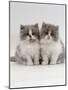 Domestic Cat, 9-Week, Two Persian Cross Lilac Bicolour Kittens-Jane Burton-Mounted Photographic Print