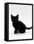 Domestic Cat, 9-Weeks, Black Shorthair Kitten-Jane Burton-Framed Stretched Canvas