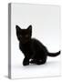 Domestic Cat, 9-Weeks, Black Shorthair Kitten-Jane Burton-Stretched Canvas