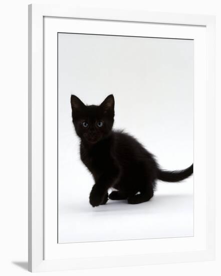 Domestic Cat, 9-Weeks, Black Shorthair Kitten-Jane Burton-Framed Photographic Print