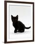 Domestic Cat, 9-Weeks, Black Shorthair Kitten-Jane Burton-Framed Photographic Print