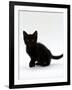 Domestic Cat, 9-Weeks, Black Shorthair Kitten-Jane Burton-Framed Photographic Print