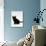 Domestic Cat, 9-Weeks, Black Shorthair Kitten-Jane Burton-Photographic Print displayed on a wall