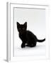 Domestic Cat, 9-Weeks, Black Shorthair Kitten-Jane Burton-Framed Photographic Print