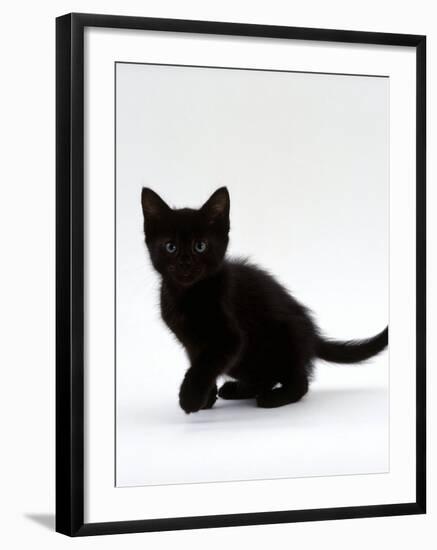 Domestic Cat, 9-Weeks, Black Shorthair Kitten-Jane Burton-Framed Photographic Print