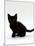 Domestic Cat, 9-Weeks, Black Shorthair Kitten-Jane Burton-Mounted Photographic Print