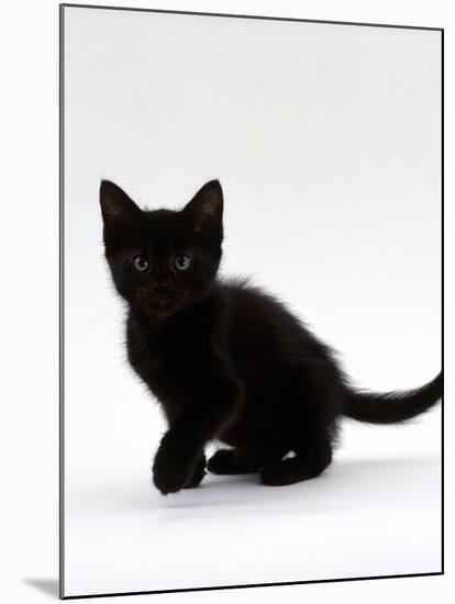 Domestic Cat, 9-Weeks, Black Shorthair Kitten-Jane Burton-Mounted Photographic Print