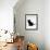 Domestic Cat, 9-Weeks, Black Shorthair Kitten-Jane Burton-Framed Photographic Print displayed on a wall