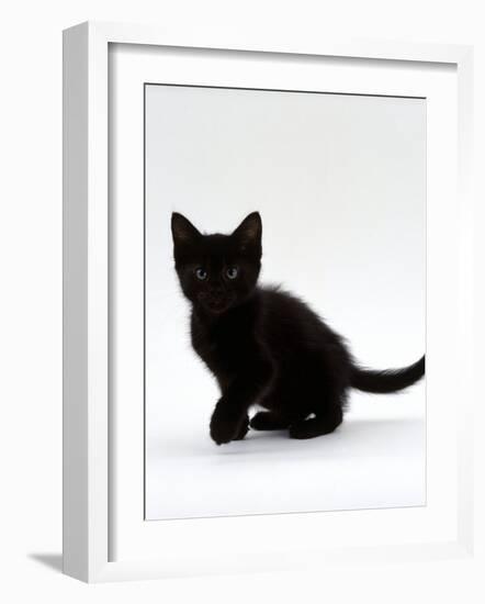 Domestic Cat, 9-Weeks, Black Shorthair Kitten-Jane Burton-Framed Photographic Print