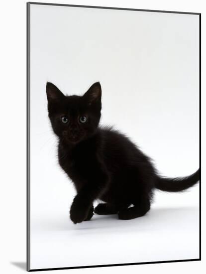Domestic Cat, 9-Weeks, Black Shorthair Kitten-Jane Burton-Mounted Photographic Print