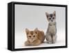 Domestic Cat, 9-Weeks Red and Blue-Cream Kittens, Lying and Sitting-Jane Burton-Framed Stretched Canvas