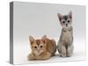 Domestic Cat, 9-Weeks Red and Blue-Cream Kittens, Lying and Sitting-Jane Burton-Stretched Canvas