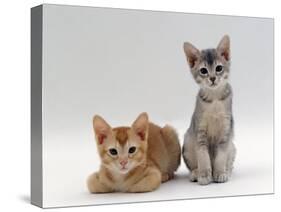 Domestic Cat, 9-Weeks Red and Blue-Cream Kittens, Lying and Sitting-Jane Burton-Stretched Canvas